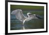 Grey Heron with Wings Out Stretched, Elbe Biosphere Reserve, Lower Saxony, Germany, September-Damschen-Framed Premium Photographic Print