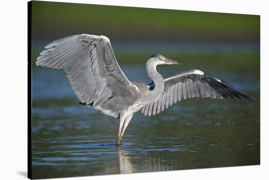 Grey Heron with Wings Out Stretched, Elbe Biosphere Reserve, Lower Saxony, Germany, September-Damschen-Stretched Canvas