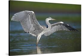 Grey Heron with Wings Out Stretched, Elbe Biosphere Reserve, Lower Saxony, Germany, September-Damschen-Stretched Canvas