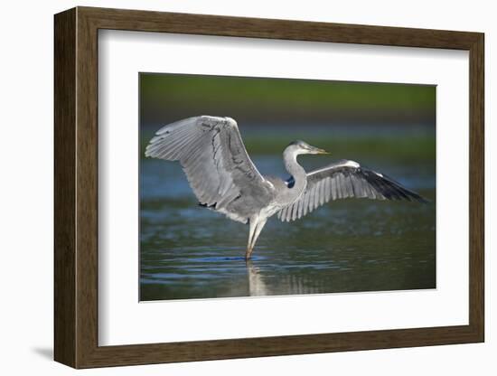 Grey Heron with Wings Out Stretched, Elbe Biosphere Reserve, Lower Saxony, Germany, September-Damschen-Framed Photographic Print