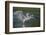 Grey Heron with Wings Out Stretched, Elbe Biosphere Reserve, Lower Saxony, Germany, September-Damschen-Framed Photographic Print