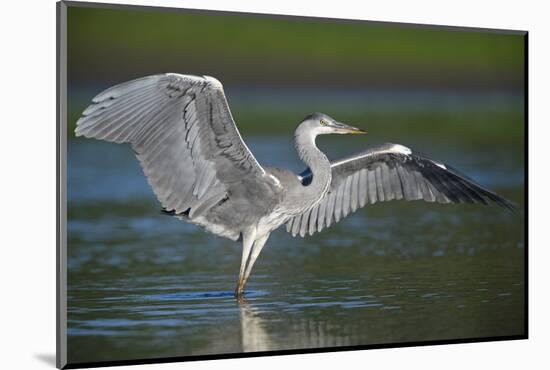 Grey Heron with Wings Out Stretched, Elbe Biosphere Reserve, Lower Saxony, Germany, September-Damschen-Mounted Photographic Print