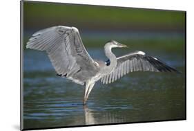 Grey Heron with Wings Out Stretched, Elbe Biosphere Reserve, Lower Saxony, Germany, September-Damschen-Mounted Photographic Print