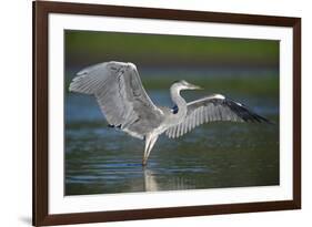 Grey Heron with Wings Out Stretched, Elbe Biosphere Reserve, Lower Saxony, Germany, September-Damschen-Framed Photographic Print