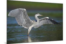 Grey Heron with Wings Out Stretched, Elbe Biosphere Reserve, Lower Saxony, Germany, September-Damschen-Mounted Photographic Print