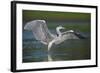 Grey Heron with Wings Out Stretched, Elbe Biosphere Reserve, Lower Saxony, Germany, September-Damschen-Framed Photographic Print