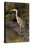 Grey Heron-null-Stretched Canvas