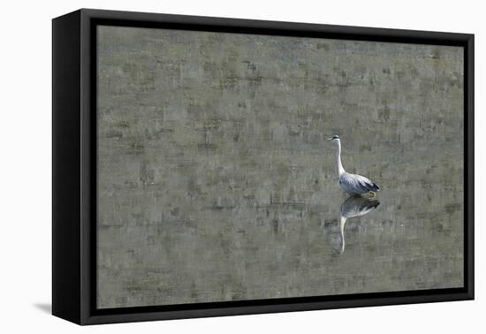 Grey Heron-Adrian Campfield-Framed Stretched Canvas