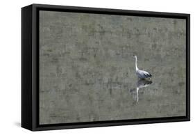 Grey Heron-Adrian Campfield-Framed Stretched Canvas