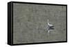 Grey Heron-Adrian Campfield-Framed Stretched Canvas