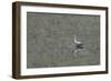 Grey Heron-Adrian Campfield-Framed Photographic Print