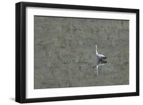 Grey Heron-Adrian Campfield-Framed Photographic Print