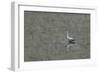 Grey Heron-Adrian Campfield-Framed Photographic Print