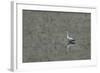 Grey Heron-Adrian Campfield-Framed Photographic Print