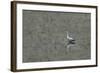 Grey Heron-Adrian Campfield-Framed Photographic Print