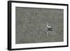 Grey Heron-Adrian Campfield-Framed Photographic Print