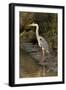 Grey Heron-null-Framed Photographic Print