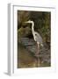 Grey Heron-null-Framed Photographic Print