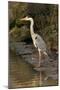 Grey Heron-null-Mounted Photographic Print