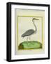 Grey Heron-Georges-Louis Buffon-Framed Giclee Print