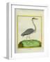 Grey Heron-Georges-Louis Buffon-Framed Giclee Print