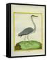 Grey Heron-Georges-Louis Buffon-Framed Stretched Canvas