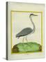 Grey Heron-Georges-Louis Buffon-Stretched Canvas