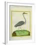 Grey Heron-Georges-Louis Buffon-Framed Giclee Print