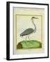 Grey Heron-Georges-Louis Buffon-Framed Giclee Print