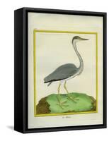 Grey Heron-Georges-Louis Buffon-Framed Stretched Canvas