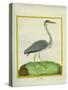 Grey Heron-Georges-Louis Buffon-Stretched Canvas