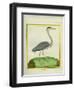 Grey Heron-Georges-Louis Buffon-Framed Premium Giclee Print