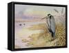 Grey Heron-Carl Donner-Framed Stretched Canvas