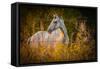 Grey Horse in Field-Stephen Arens-Framed Stretched Canvas