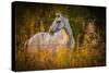 Grey Horse in Field-Stephen Arens-Stretched Canvas
