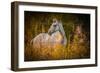 Grey Horse in Field-Stephen Arens-Framed Premium Photographic Print