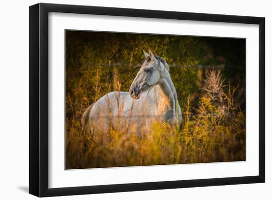 Grey Horse in Field-Stephen Arens-Framed Premium Photographic Print
