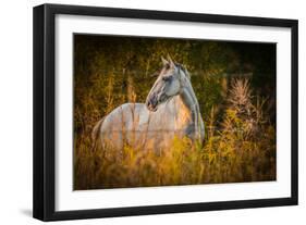 Grey Horse in Field-Stephen Arens-Framed Premium Photographic Print