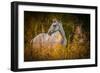 Grey Horse in Field-Stephen Arens-Framed Premium Photographic Print