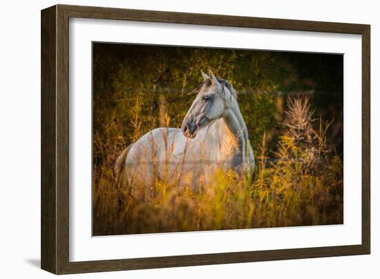 Grey Horse in Field-Stephen Arens-Framed Photographic Print