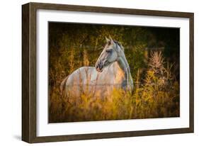 Grey Horse in Field-Stephen Arens-Framed Photographic Print