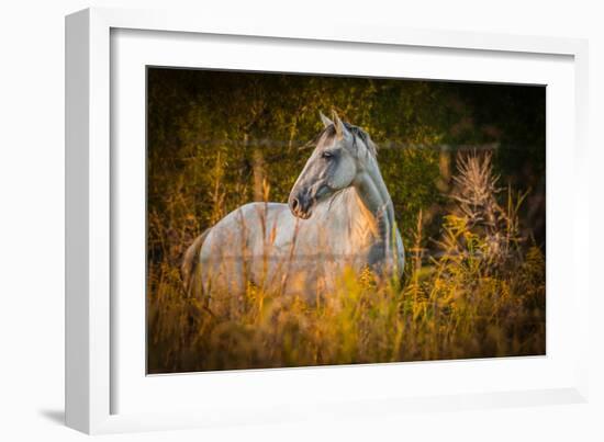 Grey Horse in Field-Stephen Arens-Framed Photographic Print