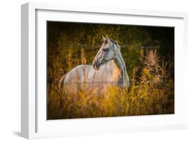 Grey Horse in Field-Stephen Arens-Framed Photographic Print