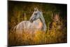 Grey Horse in Field-Stephen Arens-Mounted Photographic Print