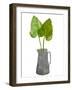 Grey jug with leaves'  monoprint-Sarah Thompson-Engels-Framed Giclee Print