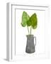 Grey jug with leaves'  monoprint-Sarah Thompson-Engels-Framed Giclee Print