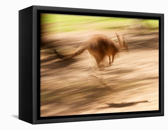 Grey Kangaroo, Australia-David Wall-Framed Stretched Canvas