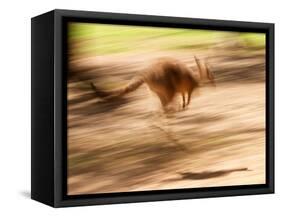 Grey Kangaroo, Australia-David Wall-Framed Stretched Canvas