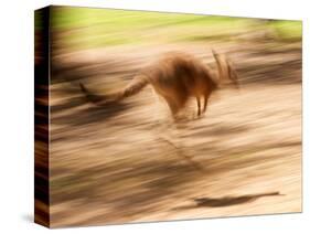 Grey Kangaroo, Australia-David Wall-Stretched Canvas