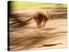 Grey Kangaroo, Australia-David Wall-Stretched Canvas